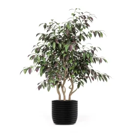 PlantsCollection